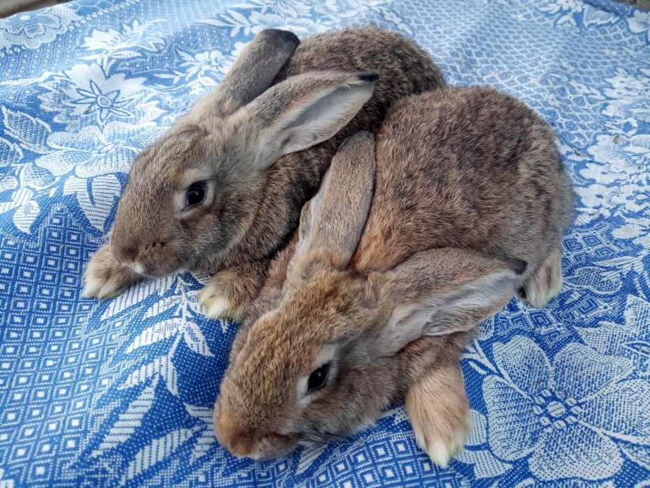 Кролики різних порід.