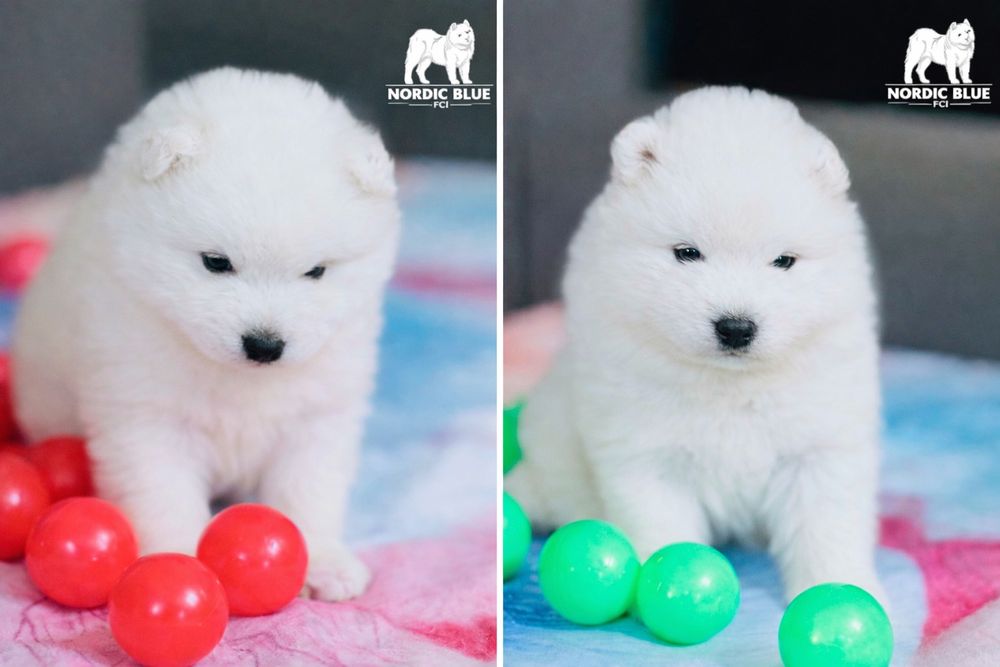 Wybitny piesek samoyed z rodowodem ZKwP FCI