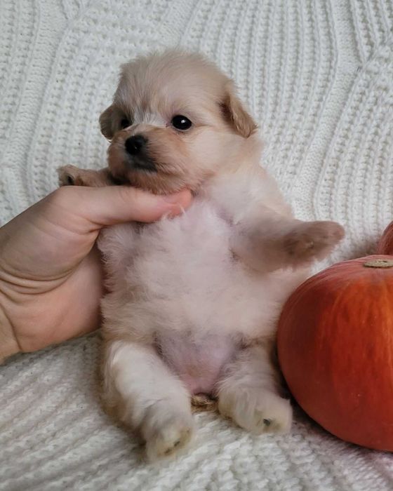 Найчарівніша  міні  Помапу кралечка з Києва