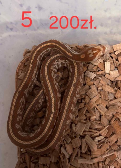 Weze zbozowe (hybrydy)