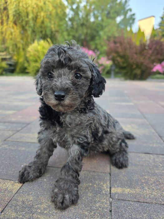 Pudel toy / mała miniatura chłopiec blue merle
