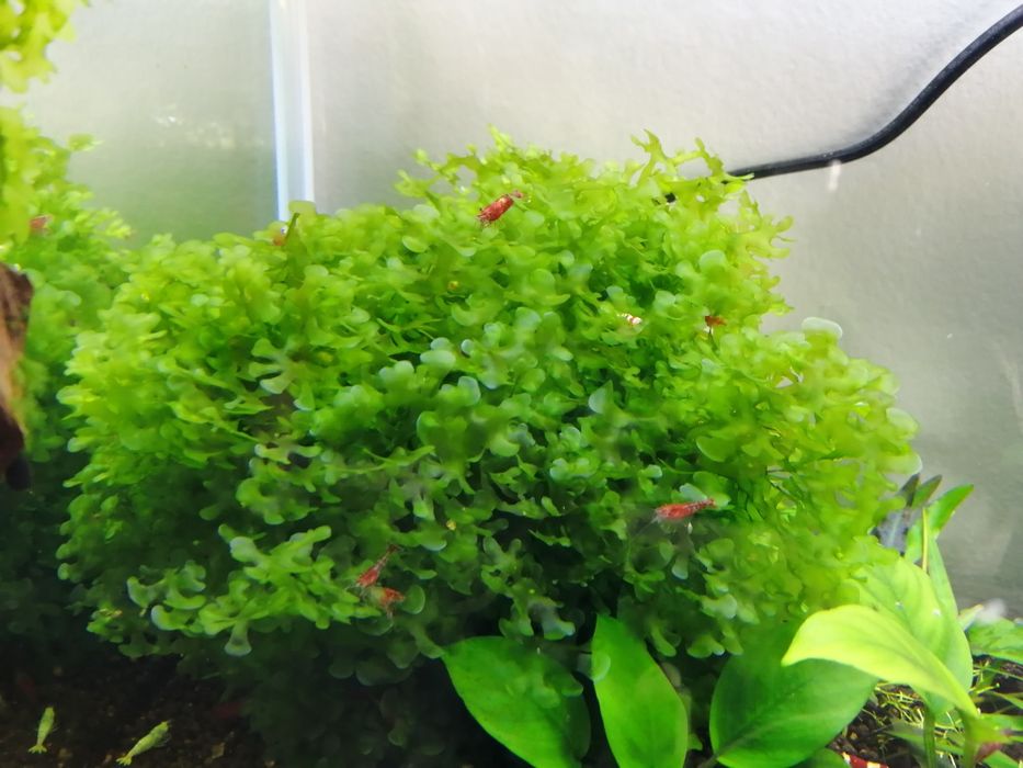 Planta de aquário Red Root Floaters/Riccia/Musgo Pelia/Salvinia Natans