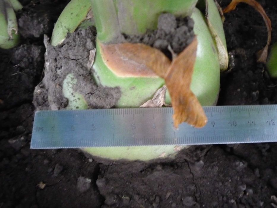 Цибуля індійська.Лук Индийский