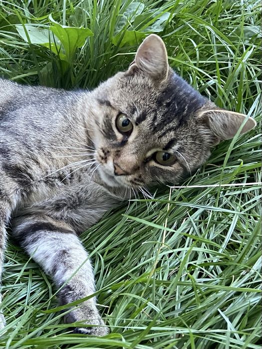 Шукаємо сімʼю для молодого котика