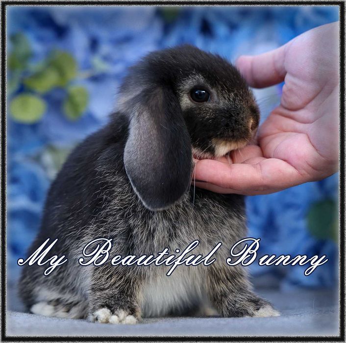 Młody Piękny Króliczek 100% Mini Lop - Black Otter