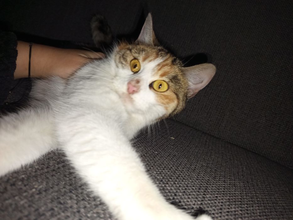 Choinka poleca się do adopcji