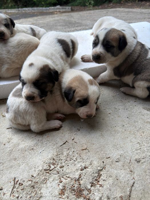 bebés da raça Cão de Gado Transmontano