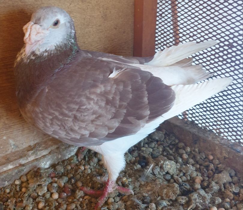 Gołębie staropolskie