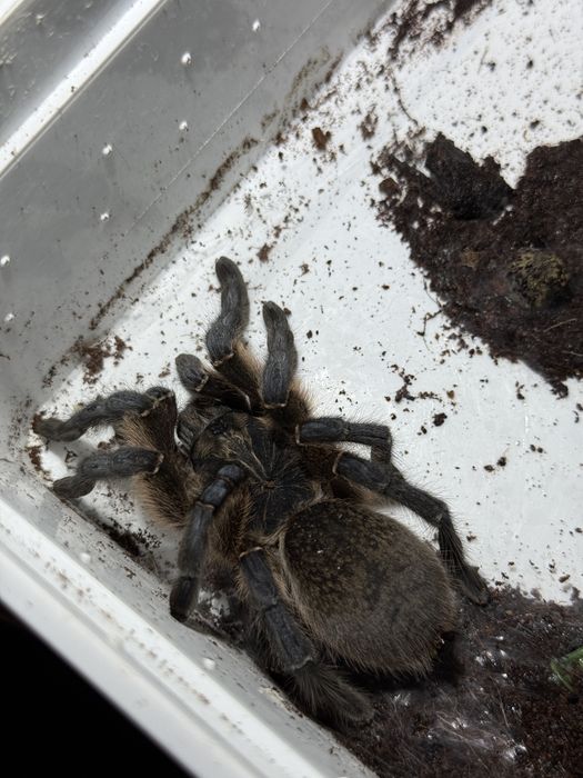 Ptasznik Harpactira pulchripes 5,5dc dorosła samica