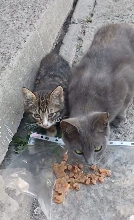 красиве маленьке  кошеня 2, 5 міс