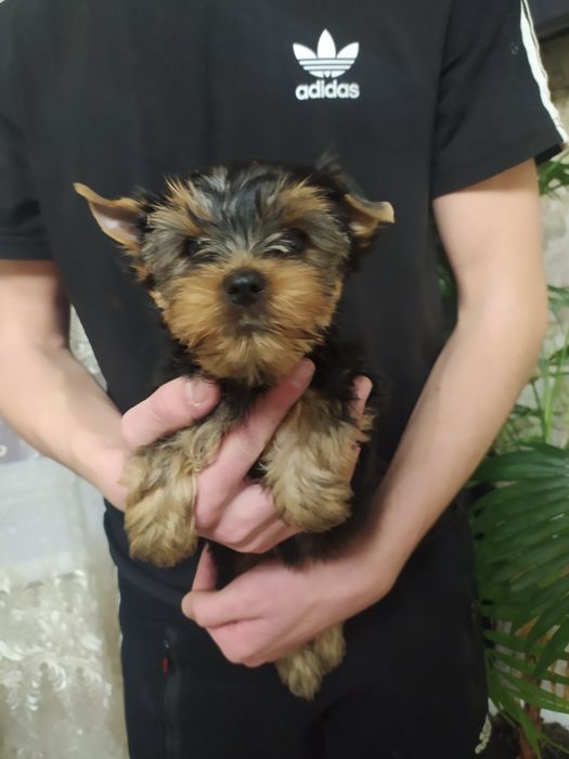 Шикарная девочка!