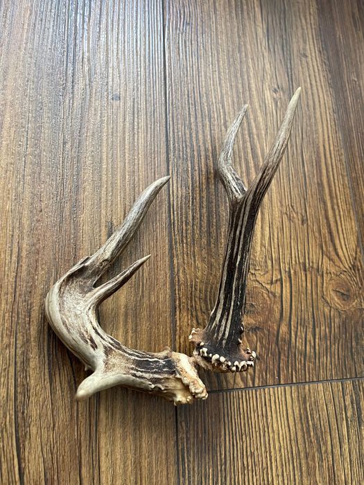 Poroże, Zrzuty, Prostki, Rogi Kozłów