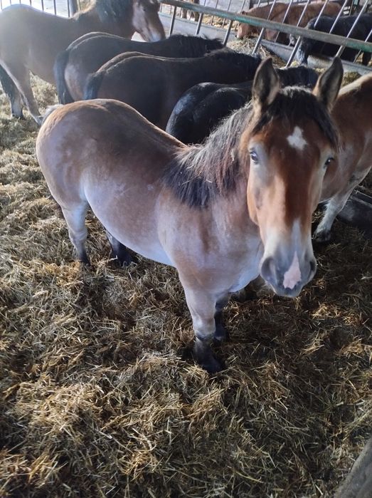 Konie zimnokrwiste sztumskie -6 sztuk