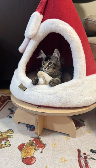 Kotka  Maine coon FPL