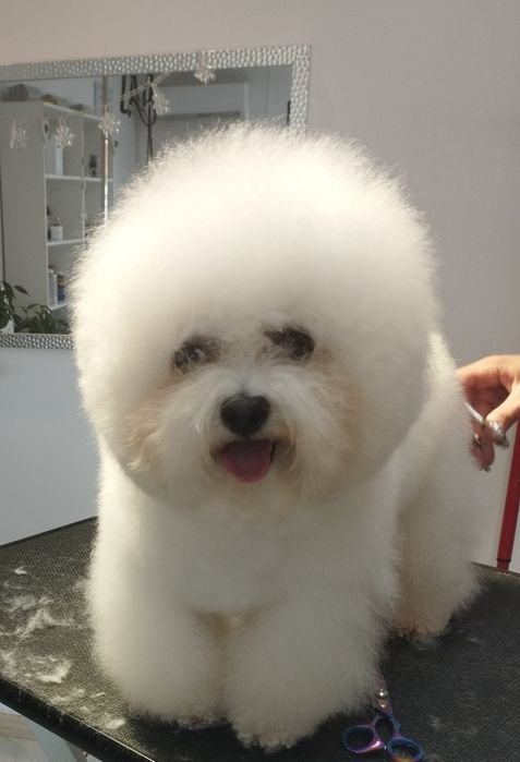 Chłopcy rasy Bichon Frise