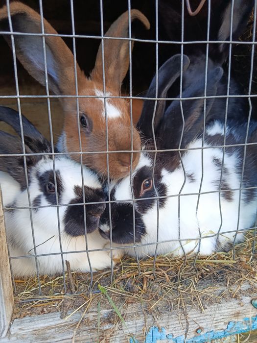Продам кролів породами полтавське срібло та строкачі.