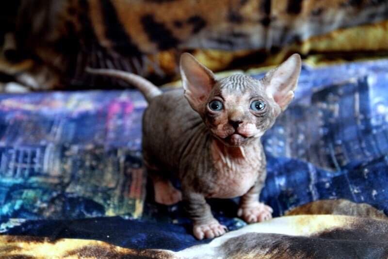 счастье это сфинкс