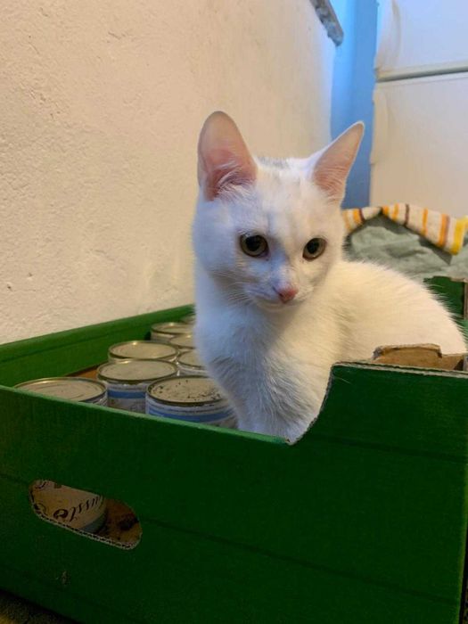 5 miesieczna sliczna koteczka do adopcji
