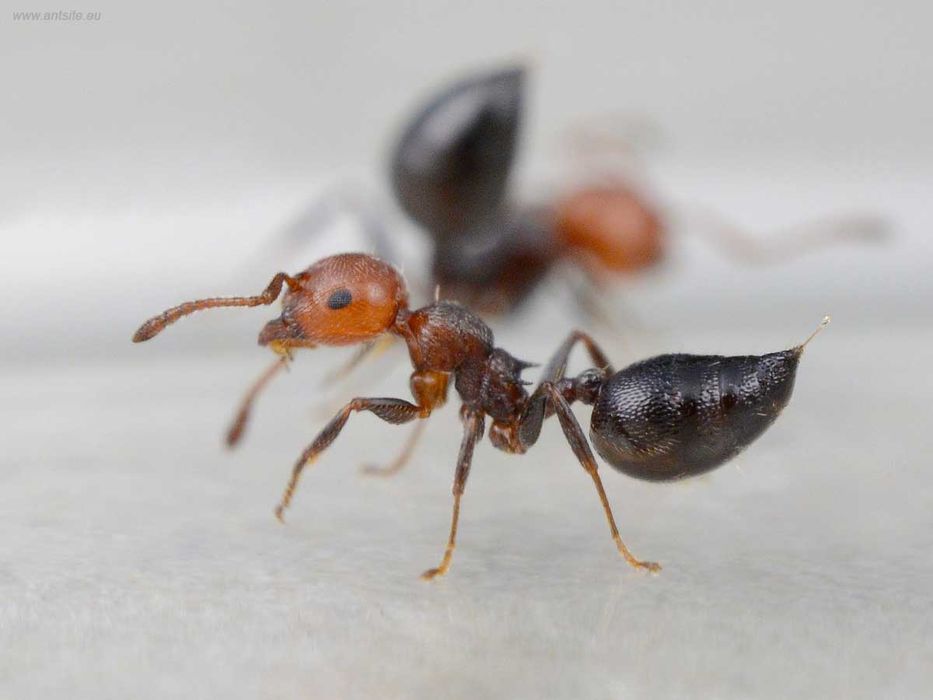 Экзотические муравьи для муравьиных ферм // Messor, Crematogaster.