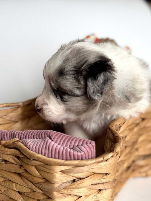 Suczka Border Collie Blue Merle ZKwP FCI