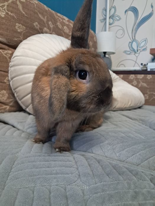 Віддам кролика самовивіз