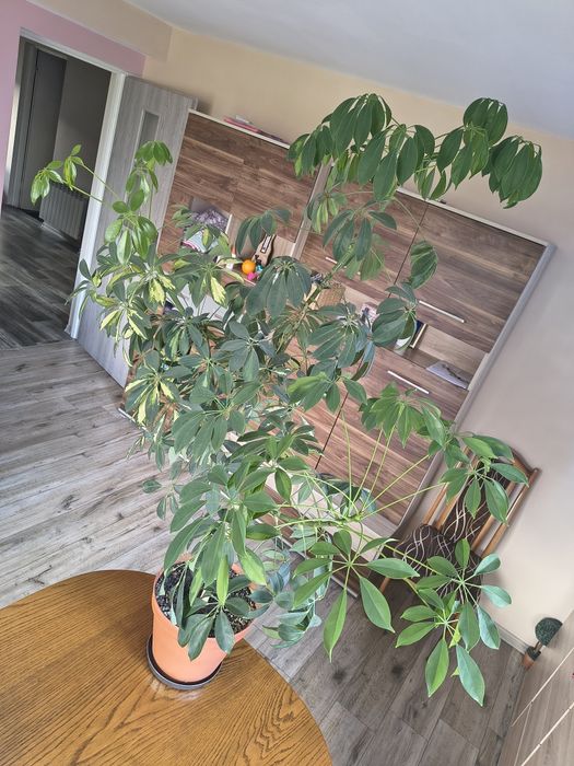 Szeflera drzewkowata 150cm