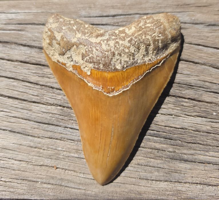 Fossil: Dentes de tubarão Megalodonte