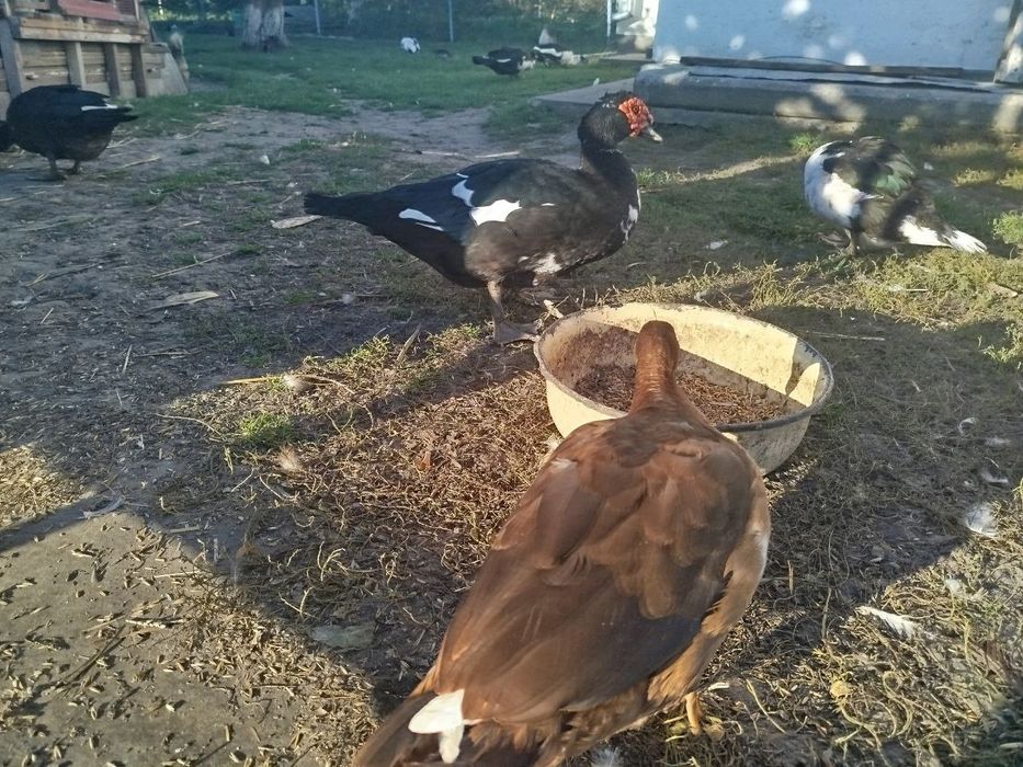 Індокачка, качур шипун, качки