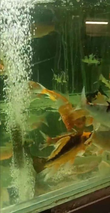 Ставкова риба, карпи кої