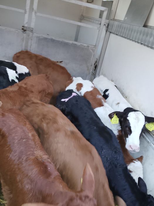 Sprzedam cielaki byczki i jałówki Olsztyn