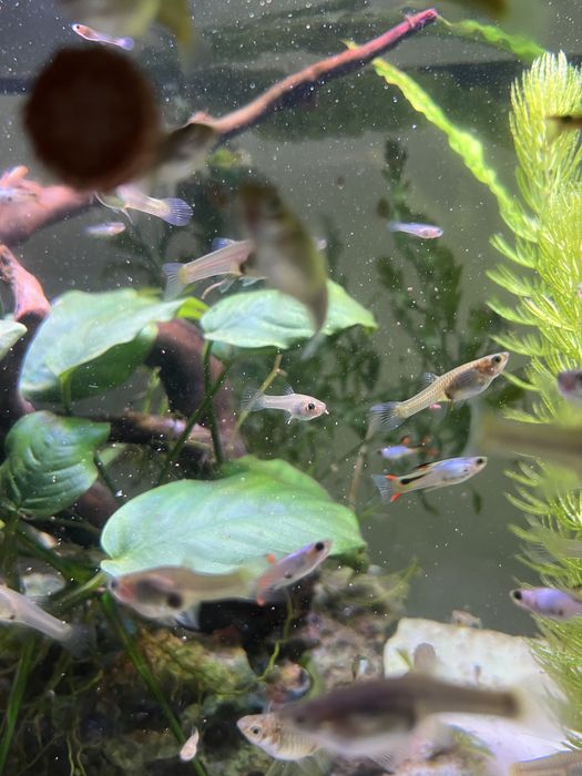 Gupiki endlera el silverado czysta linia/ gupik endler