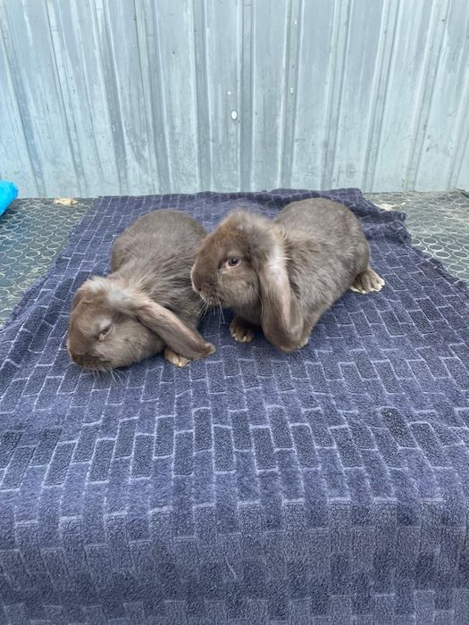 Продаются породистые  кролики