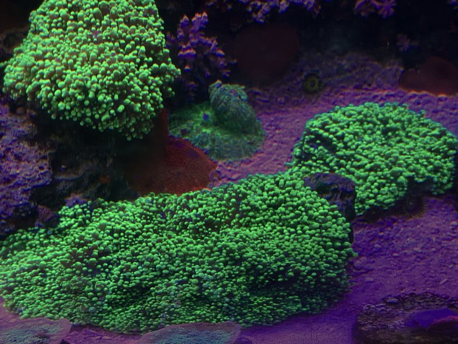 Rhodactis green korale morskie