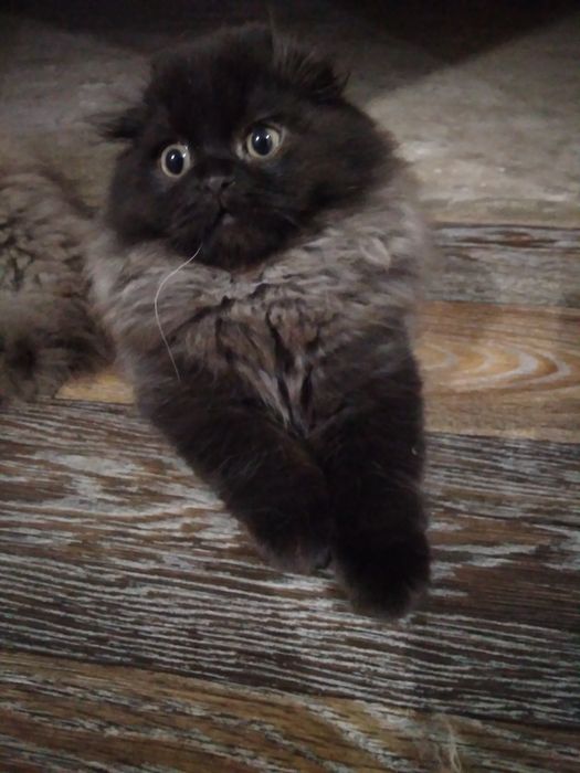 Миленький шотландик