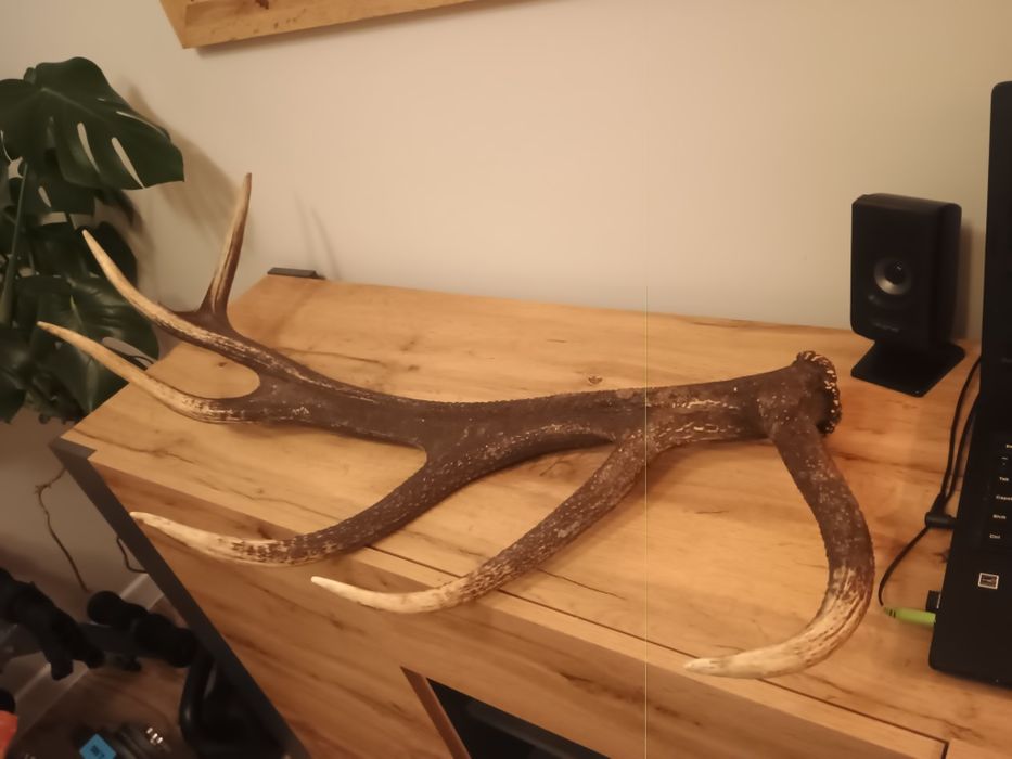 Poroże, zrzut jelenia