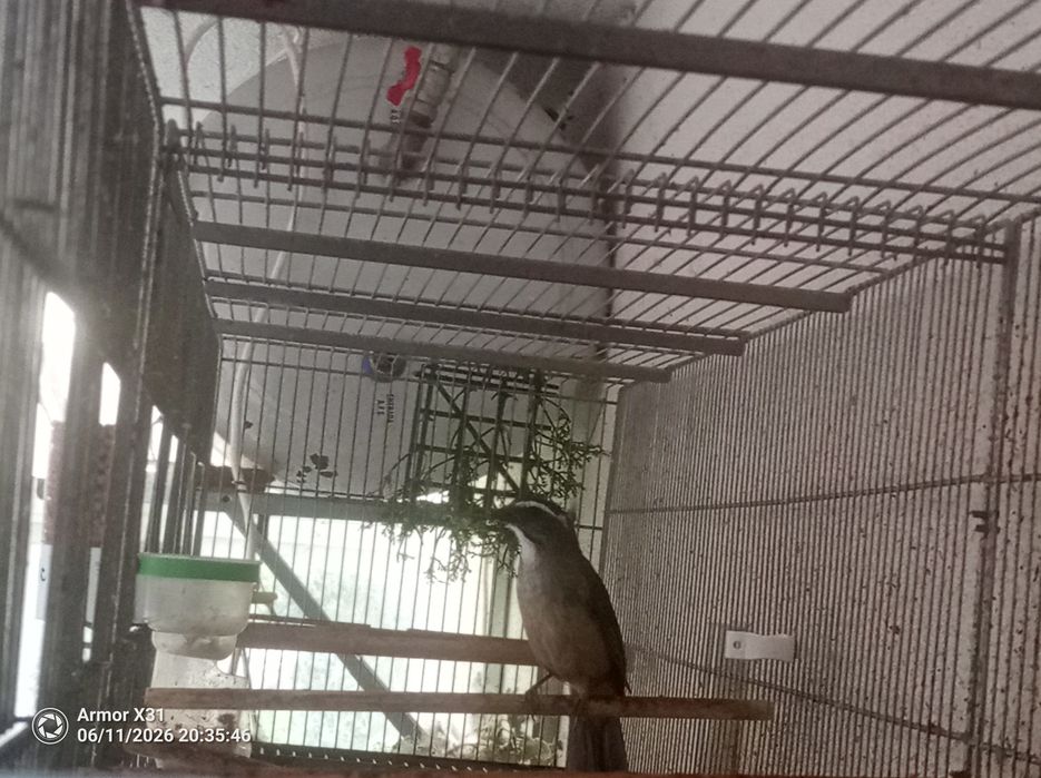 Trinca Ferro Macho Cantador