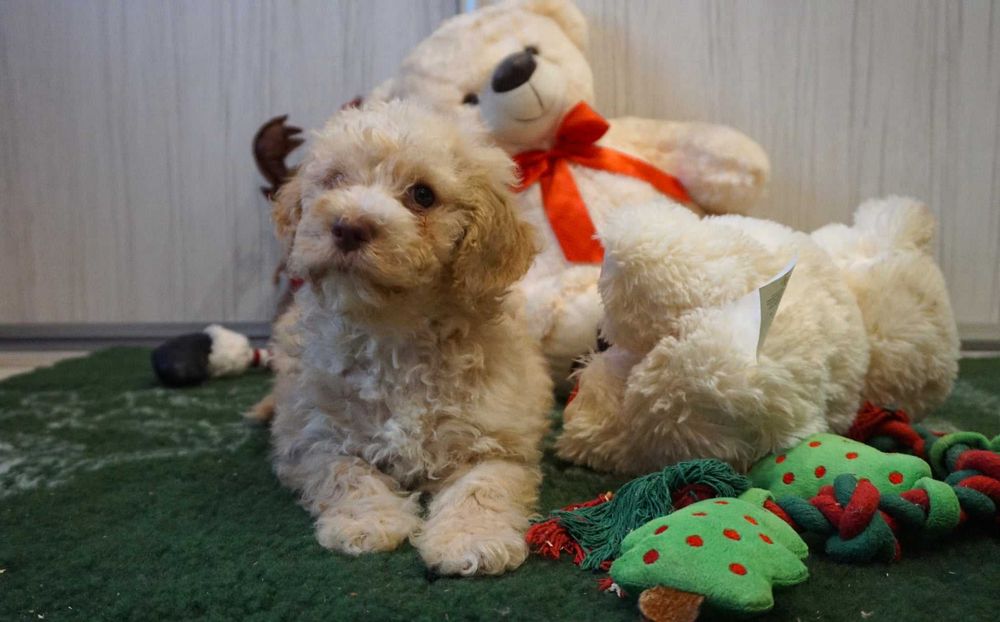 Lagotto Romagnolo (FCI)