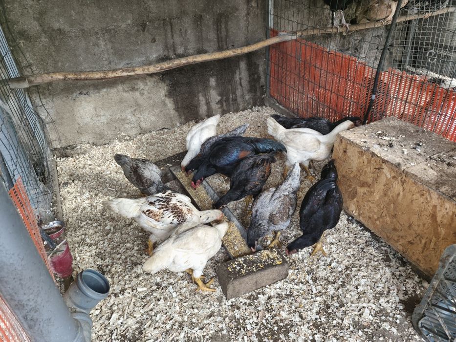 Galinhas de várias Raças