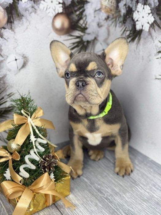 Французький бульдог