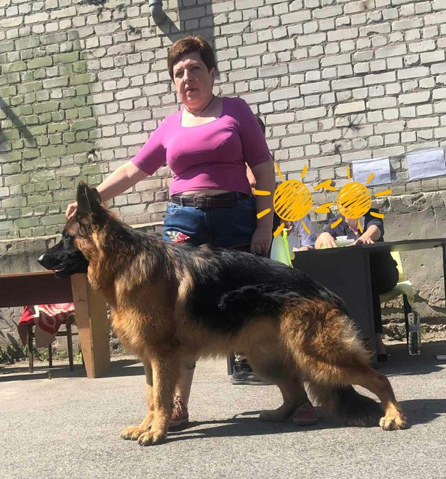 Вязка. Немецкая овчарка длинношерстная. Кобели