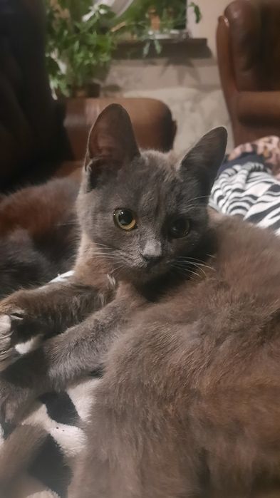 Віддам у добрі руки