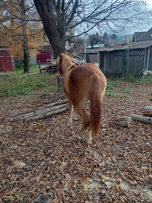 Продається дві кобилки Гуцулки!