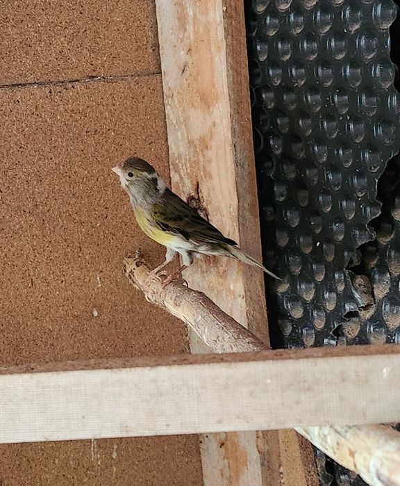 Vendo Canário Fêmea