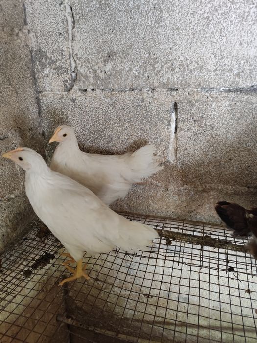 Vendo casal de legorne puros