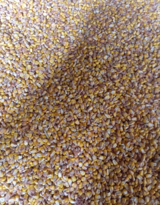 Продам кукурудзу.