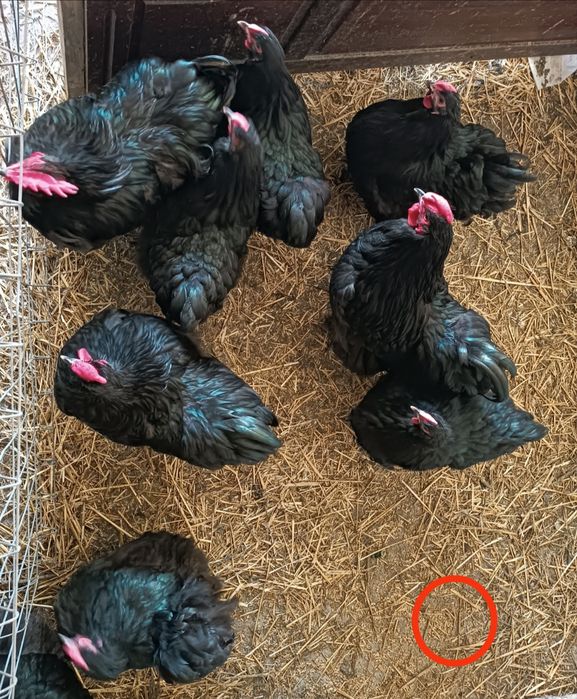 Jaja lęgowe welsumer  Red Caps wandota WAYNDOTTA Ayam