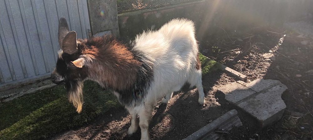 Vendo animais de quinta