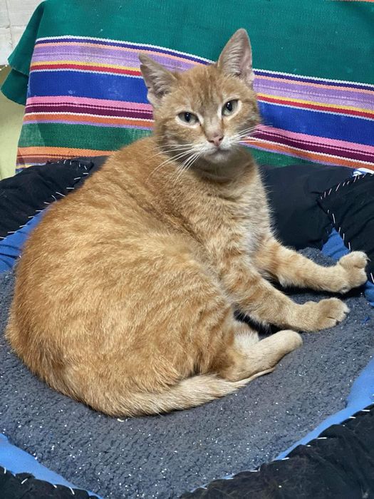 Руда киця у добрі руки