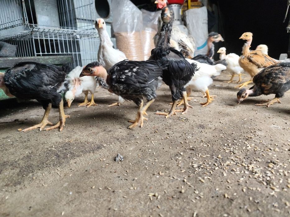 Frangos galinhas caseiras