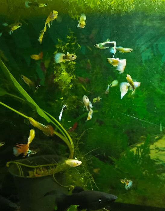 Молодь Гупі дамбо